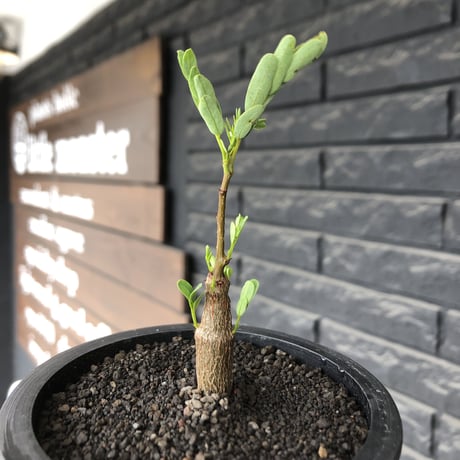 senna  meridionalis《 SS size》littmon seed🌱※小振りながら大切に育てた成長楽しみ可愛いセンナ（限定3株）※mad black pot植え