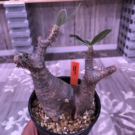 packypodium    cactipes《M size》発根済み株‼︎良い感じの窪みを持つニ分頭株‼︎