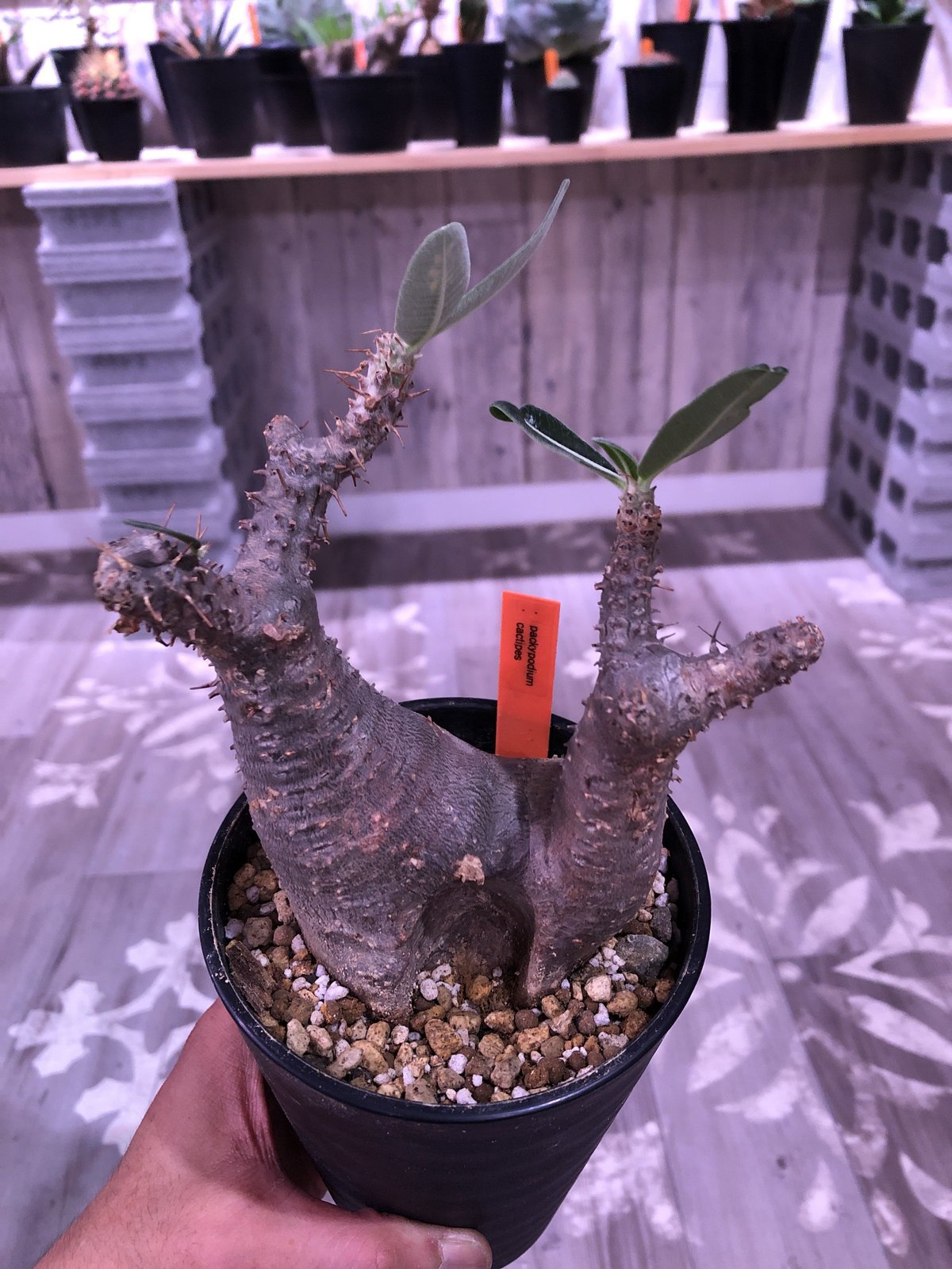 packypodium cactipes《M size》発根済み株‼︎良い感じの窪みを持