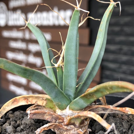 leuchtenbergia  principis 晃山《S size》※現地球株発根済※小振りながらも味深く強靭で育てやすい一属一種の有望株※black bowl pot植え