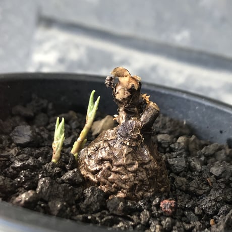 cyphostemma adenocaule《 M size》※現地球発根後店主国内管理3年株※希少種‼︎小振りでも黒味が強く味深き表皮を持つ一株※mad black pot植え