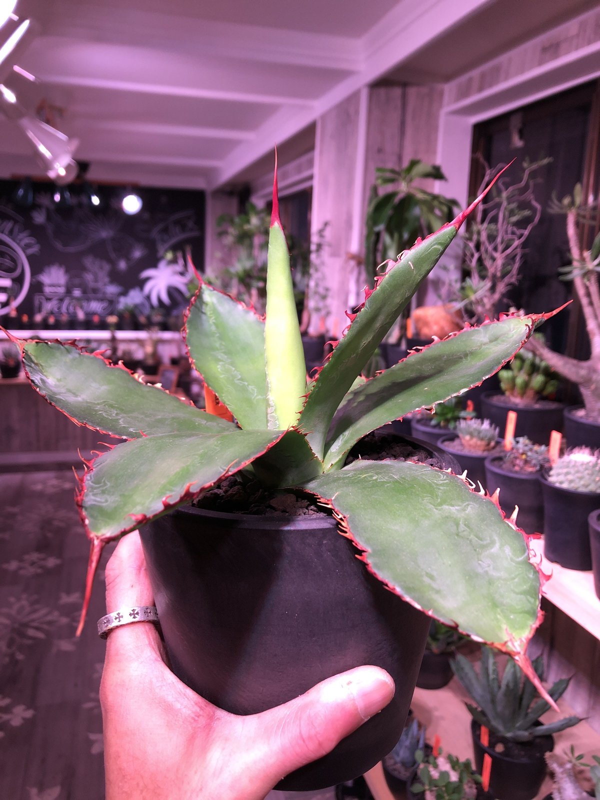 agave bovicornuta《M size》赤色の長短のある刺が交互に生える希少性高い美株‼︎ ※mad black pot植え