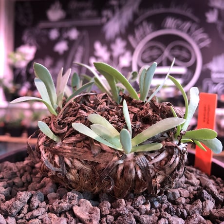 othonna  retrorsa《L size》※現地球発根済株※柔らかな🌱葉にぼってり偏平塊根樹形がwild且つかわいいbigレトロルサ※mad black bowl pot植え
