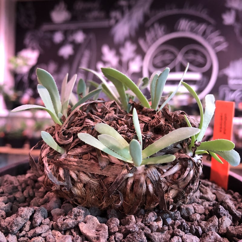 othonna retrorsa《L size》※現地球発根済株※柔らかな🌱葉にぼってり