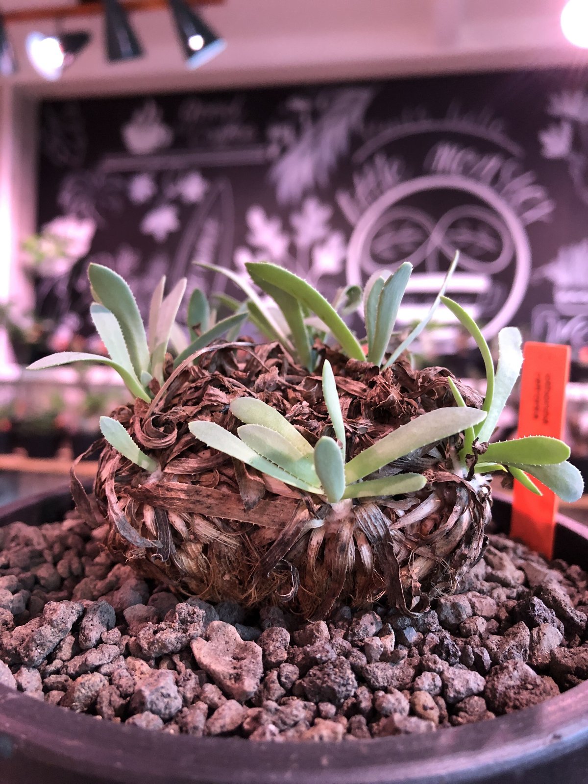 othonna retrorsa《L size》※現地球発根済株※柔らかな🌱葉にぼってり