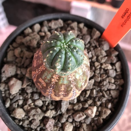 euphorbia  obesa《S  size》※現地球発根済株※小振りでも全身木質化したvintage感半端なきオベサ※mad black bowl pot植え