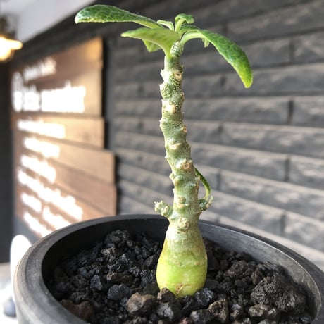 希少‼︎ dorstenia gigas《大きめS size》littmon seed🌱（実生株）※大変樹形バランス良き株元もぼってり樹形な選抜株‼︎※mad black pot植え