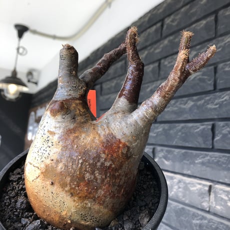 pachypodium gracilius《小さめ L size》※一部極赤肌&低重心株※現地球発根後店主国内管理4年株※班模様みたく赤肌とぼってり樹形が堪らない※mad black pot植え