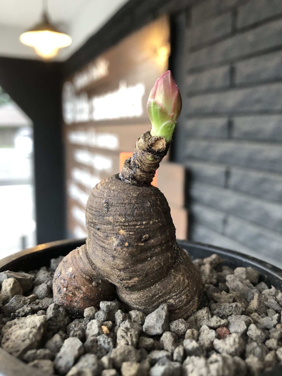 monadenium globosum《大きめM size 》※現地球発根済株※激希少種‼︎真