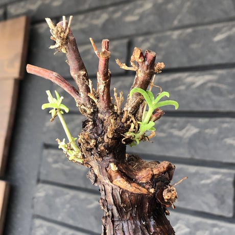 mestoklema tuberosum《M size》※現地球発根後店主国内管理4年株※compact且つ絶妙な纏まり良き良樹形‼︎冬季も動く唯一無二な希少灌木※mad black pot植え