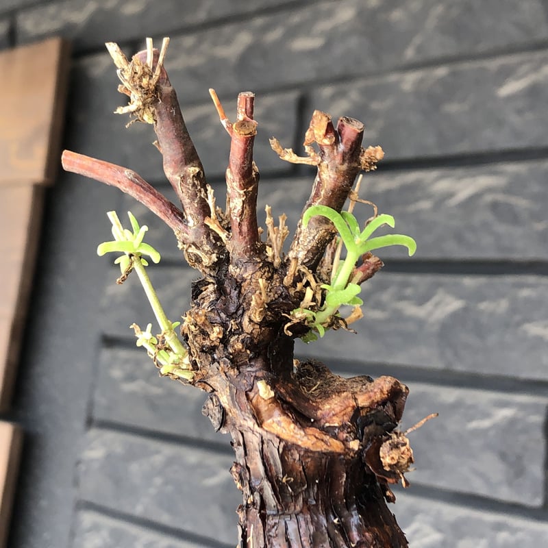 希少メストクレマツベローサム発根済 メストクレマツベローサム | STORES