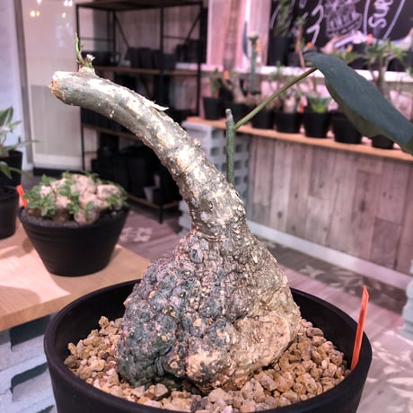 adenia    stylosa《M  size》発根済み株　再入荷分‼︎