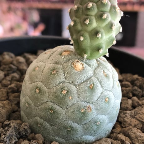 tephrocactus geometricus 《M size》※現地球株カキ仔発根済※②丸々とかわいく綺麗な玉型維持のカキ仔※black bowl pot植え