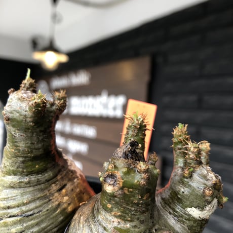 pachypodium gracilius《大きめS size》希少green肌&まん丸W-he'd株※現地球発根後店主国内管理3年株※愛くるしい球体&B面現地焼け※mad black pot植え