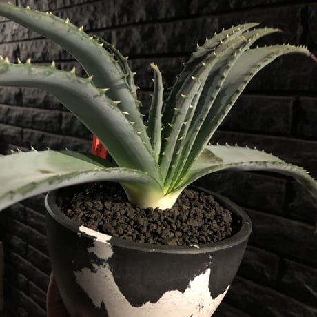 aloe   argyrostachys《L size》現地球発根済み‼︎ マダガスカルの希少種‼︎　※mad black  marble bowl pot植え