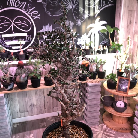 alluaudia    comosa《L size》※現地球発根済み株‼︎※balance良き単頭立ちコモサ‼︎ ※店主管理国内1年株‼︎　※希少株‼︎