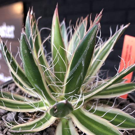 agave filifera ssp.schidigera班入り《大きめM size》※現地球発根後店主国内管理2年株※ボリューム感&美しさ&締まり良き一株※mad black bowl pot植え
