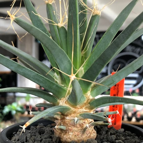 leuchtenbergia principis 晃山《L size》※現地球大株カキ仔発根済※どっしり構えの極太株‼︎育ちと共により味深くなり強靭で育てやすい一属一種※black pot植え