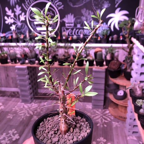fouquieria  purpusii《M size》 ※希少株  ※幹の模様が特徴な人気種　※限定2株