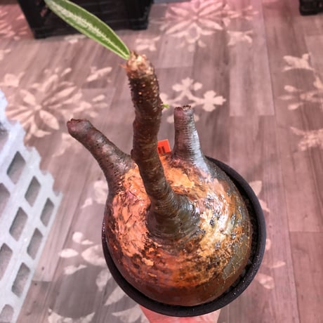 packypodium  gracilius《L size》※現地球発根後店主国内管理7年株※極球体&wildな赤肌&現地焼け際立つ特選株※mad black bowl pot植え