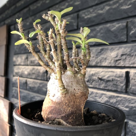 pachypodium bispinosum 《小さめM size》※現地球発根後店主国内管理3年株※生き様強く感じるエグれ球体株※mad black pot植え