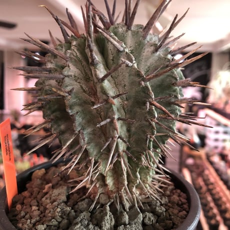 euphorbia horrida《大きめM size》※現地球株発根済※とびきりまん丸な可愛すぎる良樹形‼︎※mad black pot植え