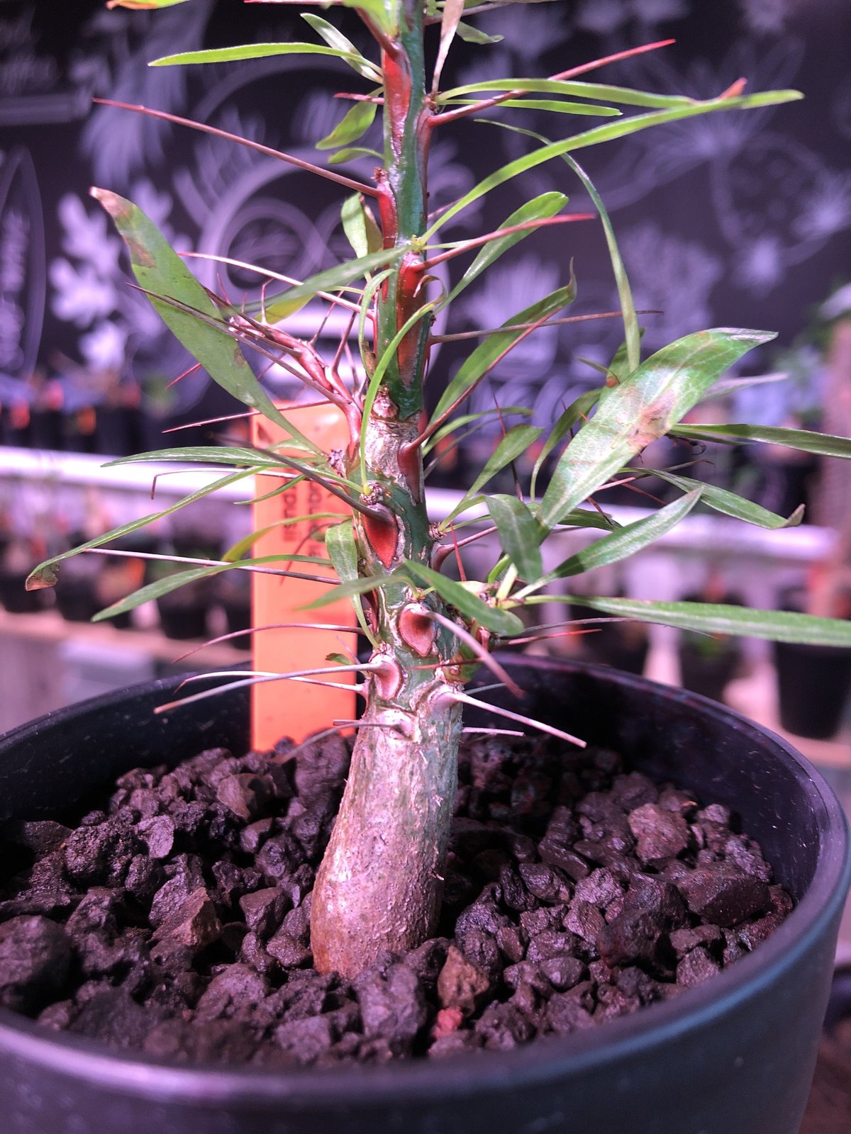 中型 塊根植物 Foquieria pulpusii CHUBBY PLANTS | Fouquieria purpusii 2023年1月播種 来月で丸2