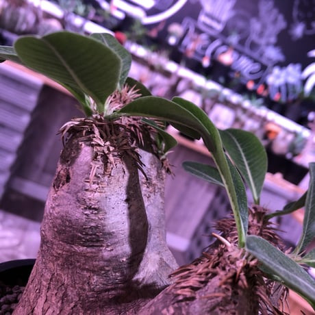 packypodium   roslatum var. eburneum（M size）※現地球発根済株※店主国内管理5年株※大変綺麗に纏まった美株エブレ※mad black pot植え