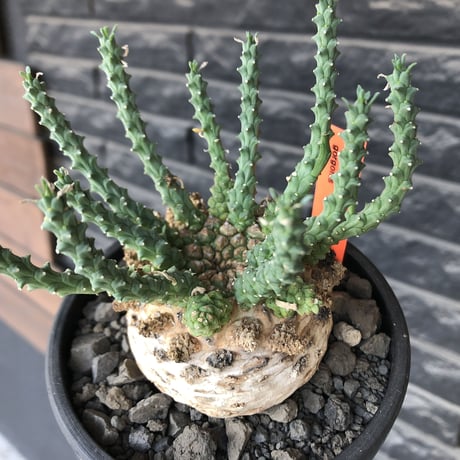euphorbia gorgonis《XL size》big株※現地球発根後店主国内管理3年株※人気🐙タコもの‼︎美多肉質葉&木質wild塊根の二面性が魅力※mad  black  pot植え