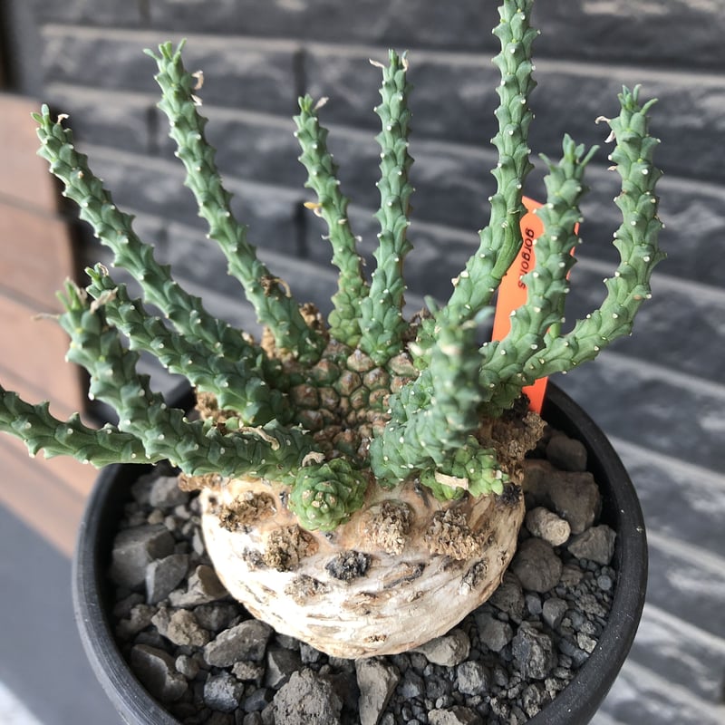 euphorbia gorgonis《XL size》big株※現地球発根後店主国内管理3年株