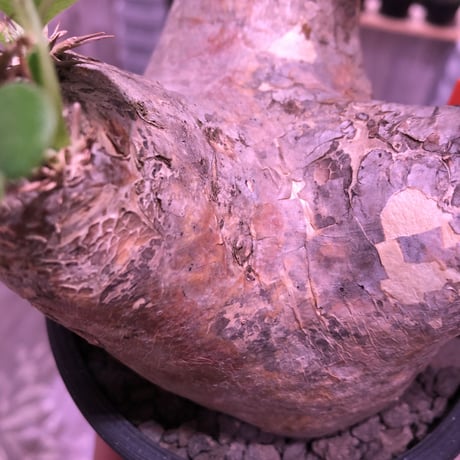 packypodium   roslatum var. eburneum（M size）※現地球発根済み株※店主管理4年株‼︎※大変可愛いブラウン肌且つ縦横同size株※mad black pot植え