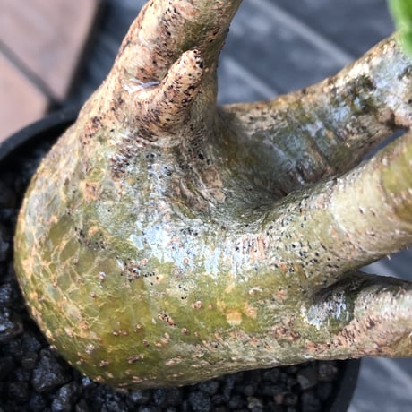 pachypodium gracilius《M size》一部希少green肌&良枝振り株※現地球発根後店主国内管理4年株※ぼってり樹形&良枝振りの良樹形※mad black bowl pot植え