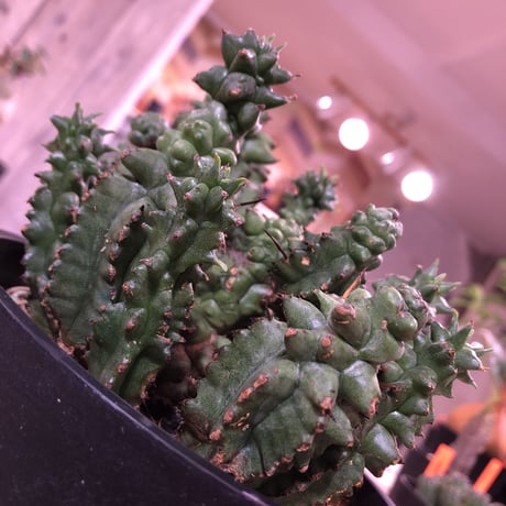 euphorbia    horrida  monst《セッカ》
