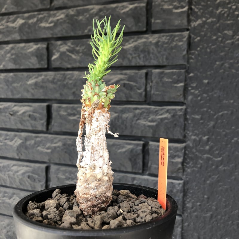 euphorbia ramiglans《 M size》※現地球発根済株※店主国内管理発根後2