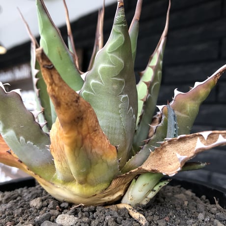 agave montana《大きめM size》※子株有り選抜株※現地球発根後店主国内管理3年株※纏まり締まり良きワイルド感満載で男前な出立ちが堪らない‼︎※mad black bowl pot植え