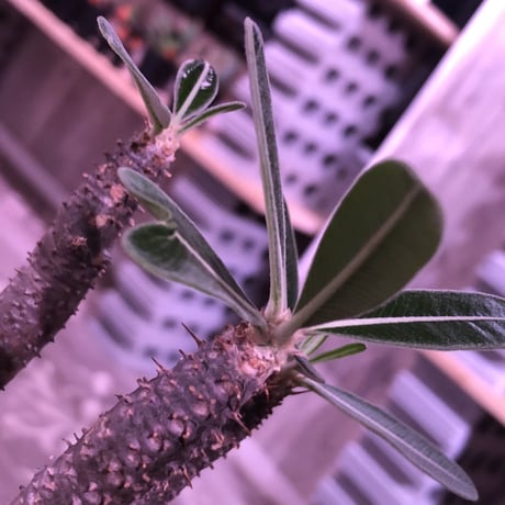 packypodium  roslatum  var.  cactipes《L size》