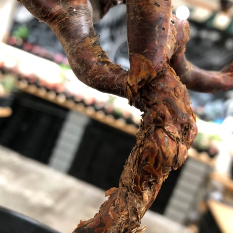 pelargonium  mirabile《M size》※現地球株発根済※コンパクトに纏まった枝振り良き幹上がり仕立ての人気者‼︎※black pot植え