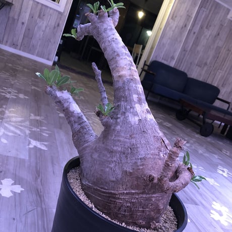 packypodium  saundersii《XXL  size》
