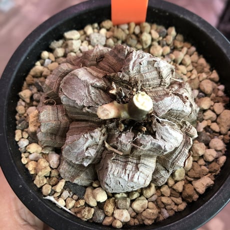 discorea elephantipes アフリカ亀甲竜《M size》※現地球発根済株‼︎※冬型caudex‼︎ハート型の葉が可愛い人気者‼︎※mad black pot植え　※限定5株