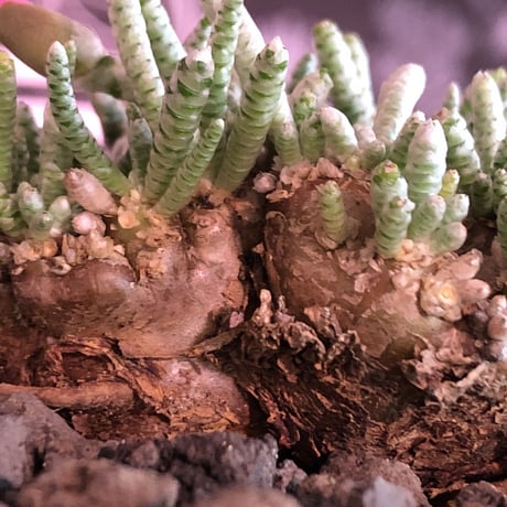 avonia   alstoni 《大きめL   size》※特化したかなり大きめ塊根を持つ希少大株アルストニー※ mad black bowl pot植え