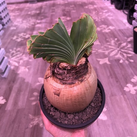 boophane   disticha  《 L size》※驚愕‼︎ヤバすぎるbig球体美肌株‼︎※mad black bowl pot植え
