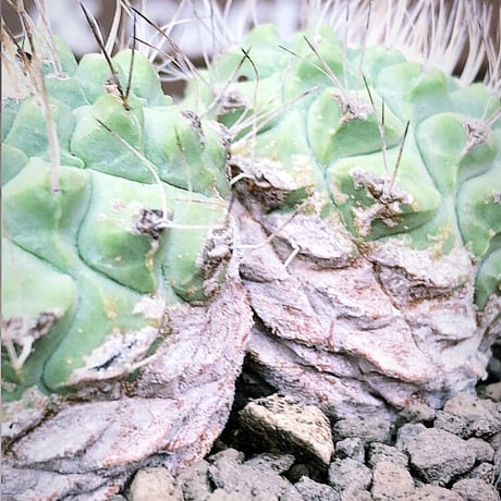 strombocactus 白棘菊水　w-he'd株《M size》激希少‼︎現地球発根後店主国内管理12年株※希少性&美しい樹形balanceな堪らない装い‼︎※mad black pot植え