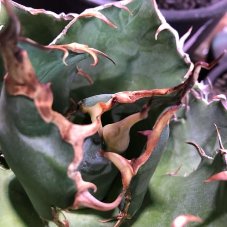 agave  titanota  白鯨《M size》※最高の鋸歯に幅広肉厚葉（限定2株）※mad black bowl pot植え