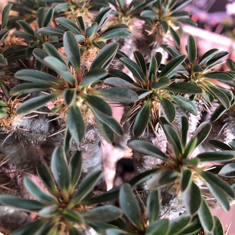euphorbia  guillauminiana《L size》※現地球発根済株※細枝多数のwildさ繊細さ＆美しさの二面性持つ現地球株らしさ全開株※mad black pot植え