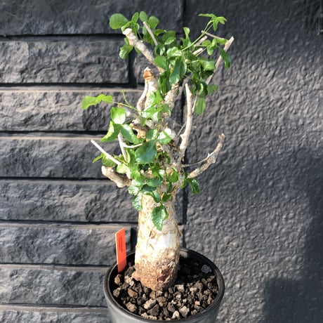 commiphora   humbertii《 M  size》※発根芽吹き済み株‼︎ ※wildな一際異彩を放つ大変綺麗な美株フンベルティー‼︎※mad black pot植え