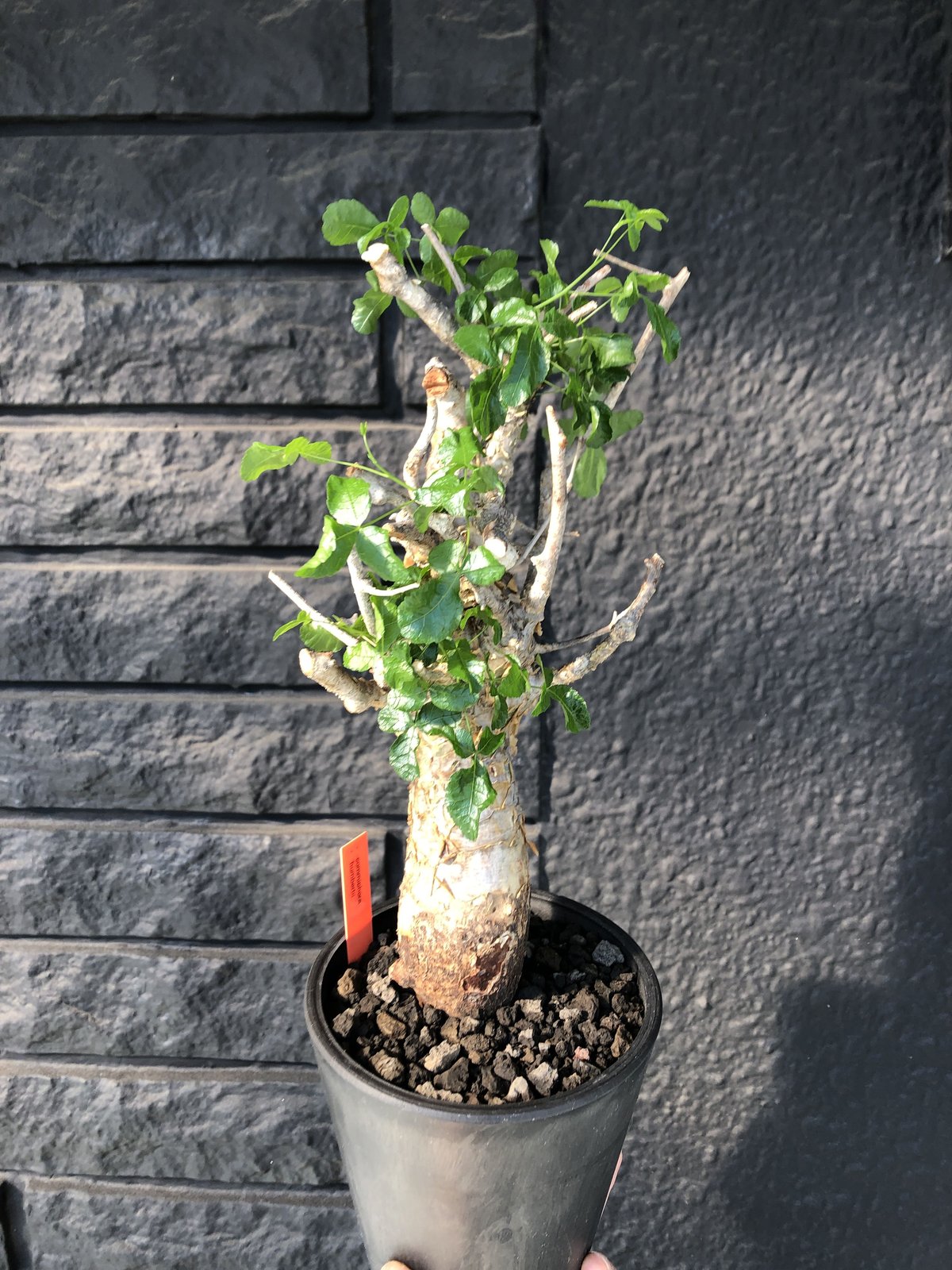 commiphora humbertii《 M size》※発根芽吹き済み株‼︎ ※wi