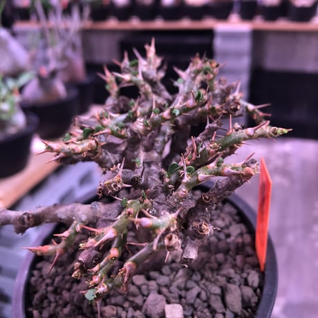 sarcocaulon  vanderietiae《L size》※現地球発根済株※サルコカウロン種‼︎夏型※店主国内管理4年株‼︎※wild枝振り良樹形※mad  black  pot植え