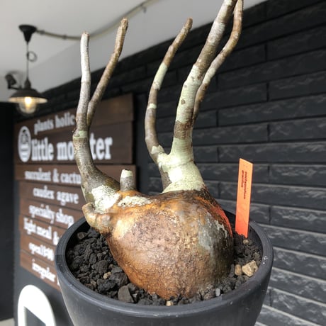 pachypodium gracilius《L size》偏平&現地焼け肌※現地球発根後店主国内管理3年株※一部赤肌に枝長めながらbalance良き一株※mad black bowl pot植え