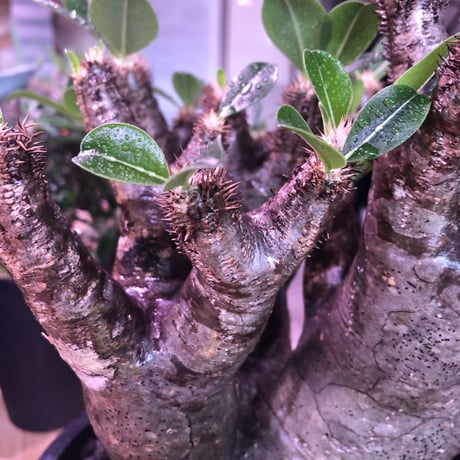 packypodium   enigmaticum《L L size》※三分頭  発根済み株  mad gray-black肌   mad  black  bowl  pot植え