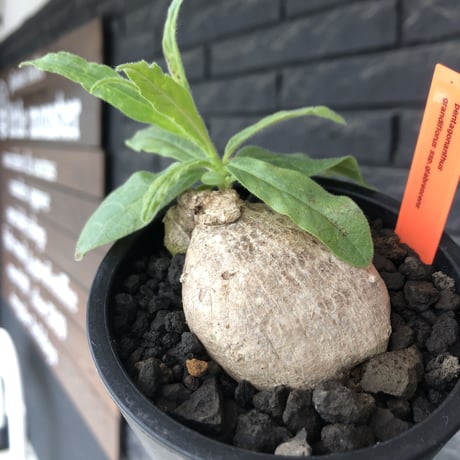 pentagonanthus grandiflorus ssp.glabrescens《Msize 》※現地球発根後店主国内管理2年株※激希少‼︎偏平可愛すぎる装い※mad black pot植え